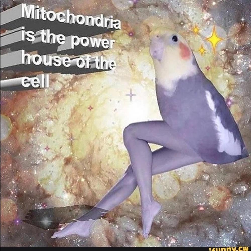 Meet your Posher, Noah